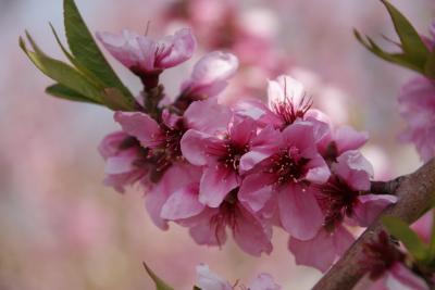 ’１３桃と桜を見に行こう