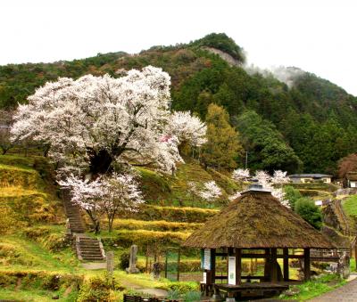 春爛漫♪　宇陀の寺社・桜めぐり