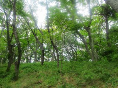 新緑の湘南平