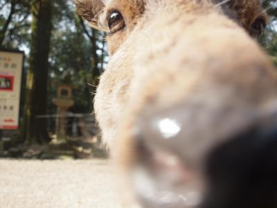 奈良も５度目なら～♪　（３）奈良のならでは