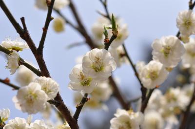 SAKURA in Qingdao