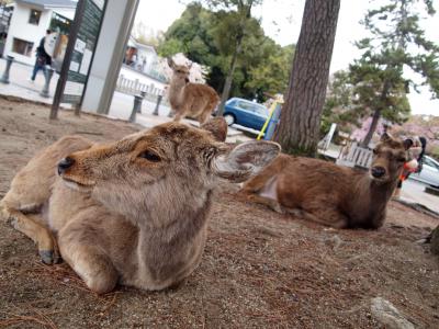 鹿とふれあう旅＆ならまち散策