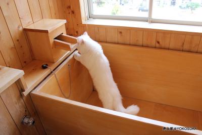 気温差20度以上。虎太郎、初めて伊豆へ【Uun Jour House Mam（アンジュールハウス　マム）】前編