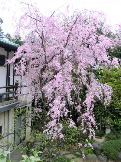 高田馬場から早稲田へ☆ 春の景色♪