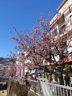 河津桜を目指して（静岡・伊東）