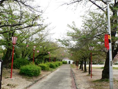 日本の旅　関西を歩く　大阪府枚方市、牧野公園の散ってしまったソメイヨシノ