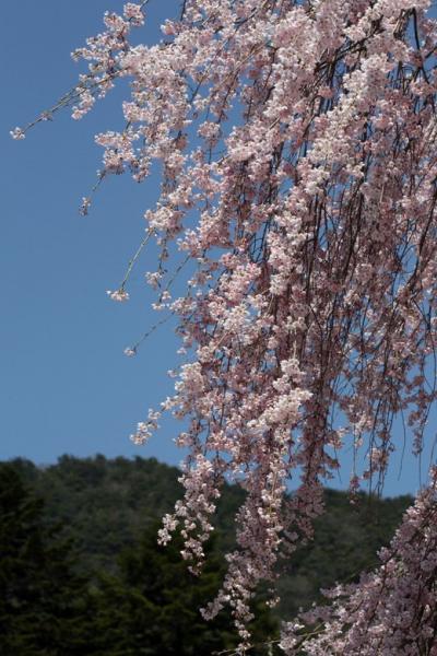 車で滋賀 ★清滝寺徳源院の道誉桜　山東野・奥伊吹をドライブ