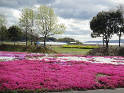 芝桜が満開。（笠岡　太陽の広場）と、近くの道の駅（笠岡ベイファーム）