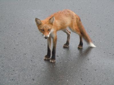 百名山の旅　北海道　苫小牧から阿寒へ