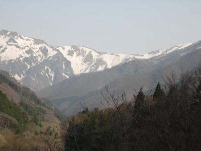 桜と雪の饗宴～～♪