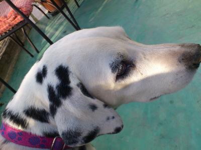 一人旅 アユタヤ観光~バンコク移動編