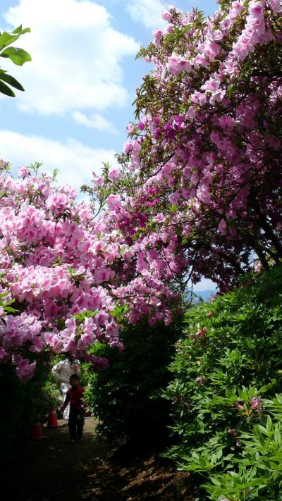 春のウォーキング　２０１３　大津