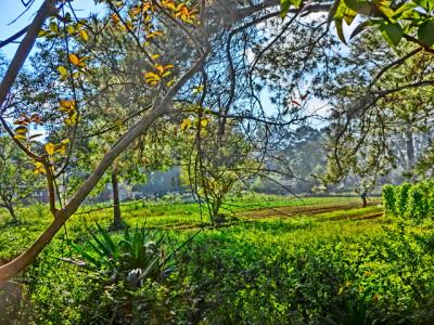 ミャンマーを中心にちょこっとタイも旅日記２０１２（９）マンダレー→ピンウールィン