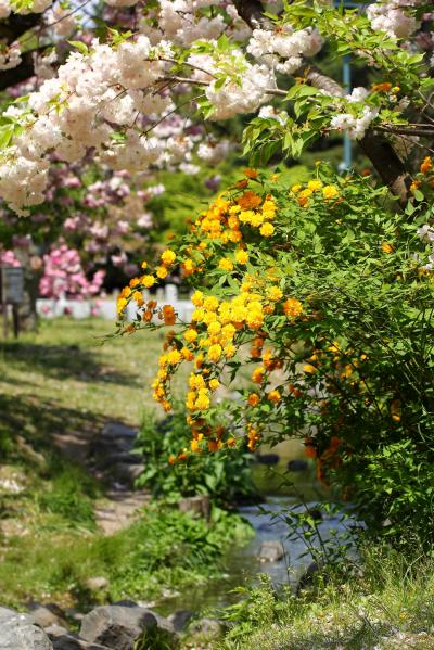 京都を歩く(159) 山吹，躑躅，里桜，そして新緑・・・彩り豊かな京都御苑へ