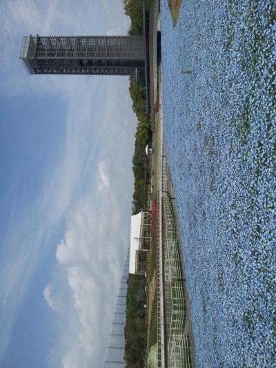 花で溢れる浜名湖ガーデンパーク　浜松　in 静岡県　　４月　　　２０１３年