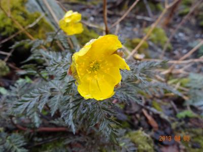 福寿草の花咲く　寒峰登山