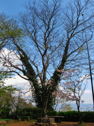 太田Walk-3　新田神社・御嶽神社～こどもの国　☆金山の大ケヤキ 樹齢８００年