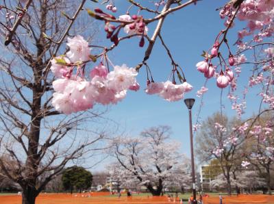 国分寺と府中の桜　２０１３ 