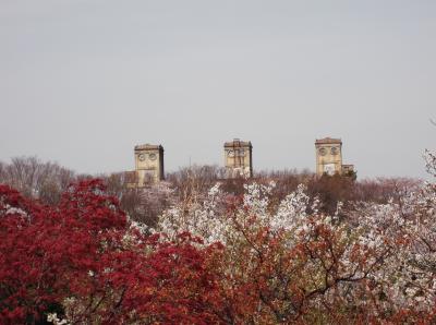 根岸森林公園と大岡川の桜　2013