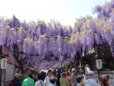 2013　信達牧野宿の野田藤に癒されて