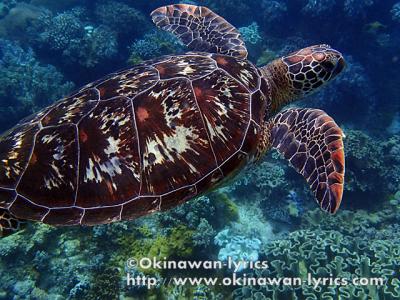 ビサヤ諸島周遊　その２（ネグロス島、アポ島）