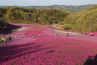 市貝の芳那・水晶湖で本州最大級の芝桜を堪能してきました。