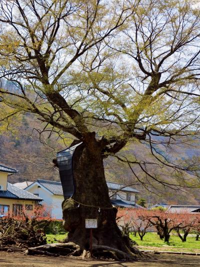 千曲市森a　大宮神社の大ケヤキは御神木　☆参拝,昼食はおぎのや弁当