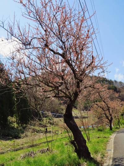 千曲市森b　あんずの里・薬師山公園を巡って　☆姫杏/アンズを土産に