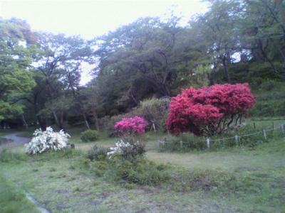 新緑滴る三つ池公園を逍遥する