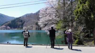 仁科三湖　　中綱湖の桜　　2013年　＋関西４Day3Night