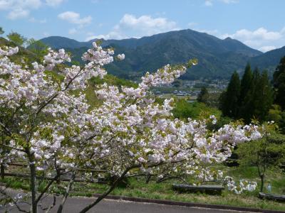 長く桜が見られます　神河　桜華園