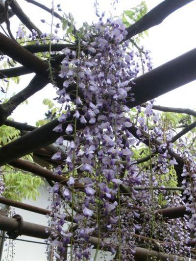 福岡県福智町　定禅寺の藤