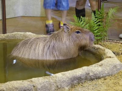 京都市美術館・動物園