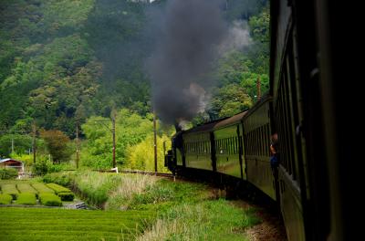 ～それぞれのロマンを乗せて～　茶畑と木々の新緑トンネルを潜る大井川鉄道SLの旅。