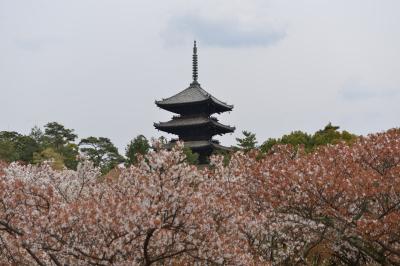 善峯寺と龍安寺と仁和寺で桜を愛でる。