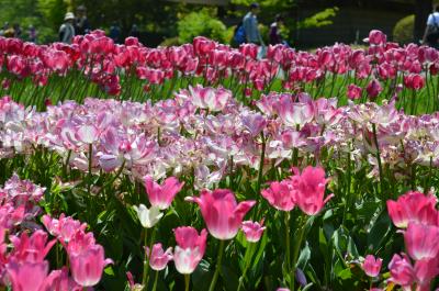 フラッと国営昭和記念公園