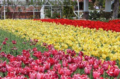 山梨・埼玉花の旅