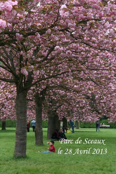 知る人ぞ知るイル・ド・フランス地方の桜のメッカ、ソー公園 / Parc de Sceaux 2013