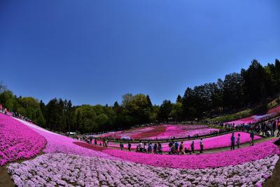 芝桜の丘・羊山公園 （2013 春）