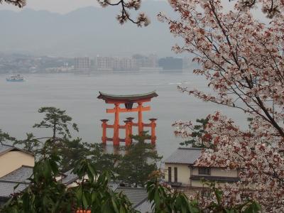 桜満開～安芸の宮島