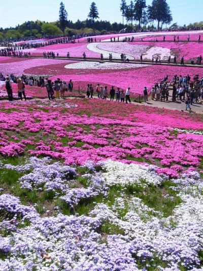 秩父　羊山公園の芝桜へGWドライブ