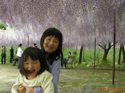 丹波　白豪寺の藤