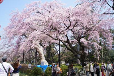 お花見で榴ヶ岡公園へ。