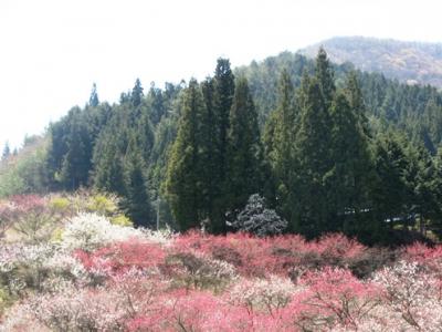 はなももの里と水芭蕉のヘブンスそのはら