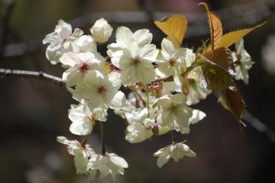 久しぶりの美の山ハイキング④花の森の八重桜