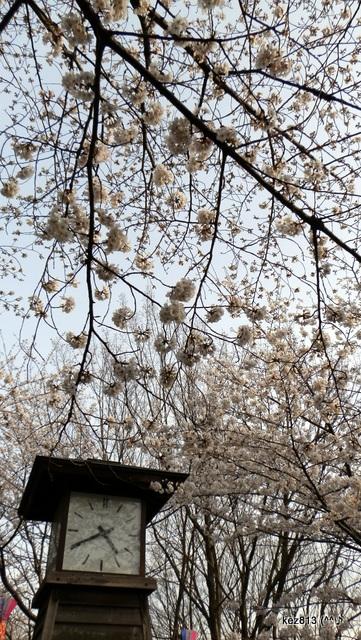 大江戸探検隊2013江戸っ子のさくらは一番乗り♪飛鳥山