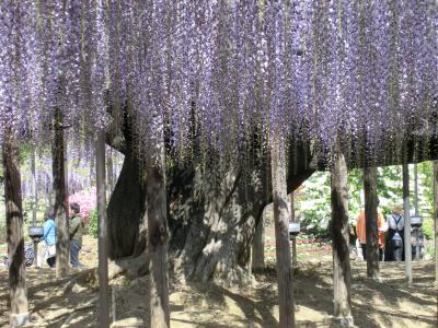 初めてのバスツアー　花三昧