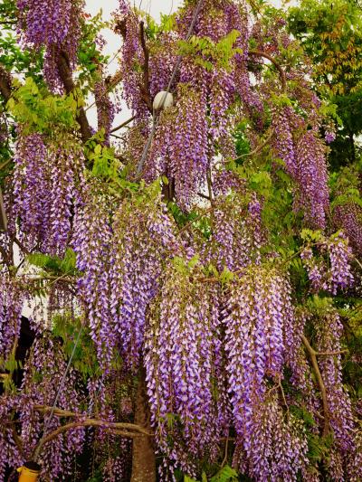 大多喜-1　城下町の町並み（役場周辺）散策　☆フジ・ボタン花咲くころ