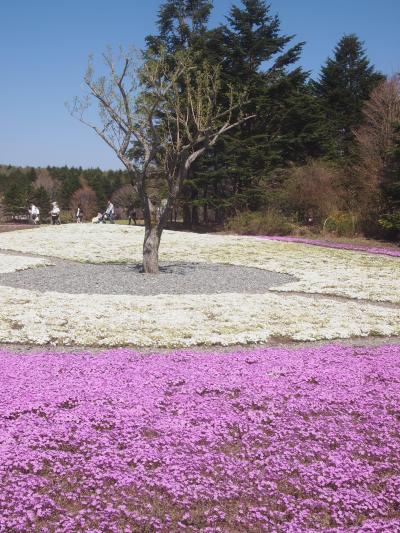 三兄弟、シバザクラを見るの巻