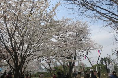 北区の桜めぐり2013